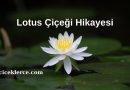 Lotus Çiçeği Hikayesi