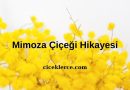 Mimoza Çiçeği Hikayesi
