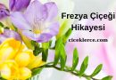 Frezya Çiçeği Hikayesi