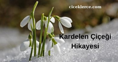 Kardelen Çiçeği Hikayesi