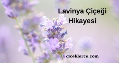 Lavinia Çiçeği Hikayesi